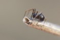 /album/linyphiidae/meioneta-sp-1-jpg/